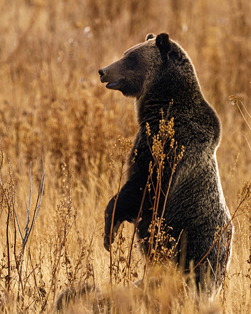 Grizzly 610