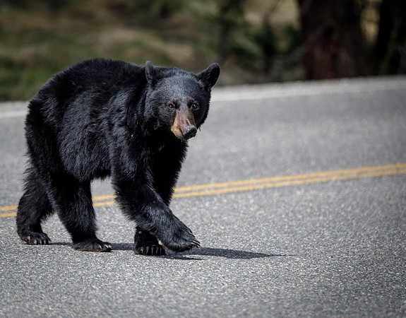 Black Bear