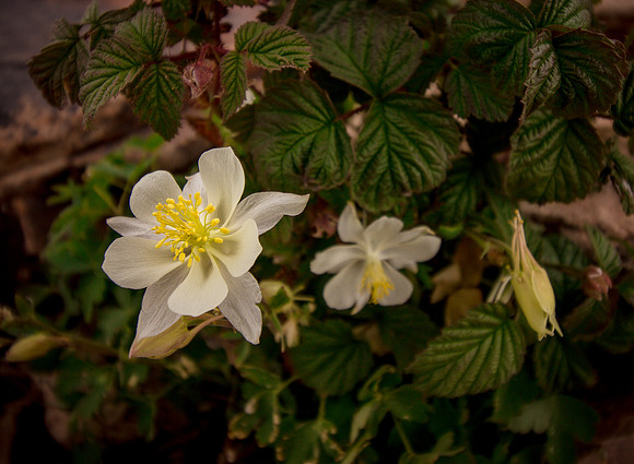White Columbine