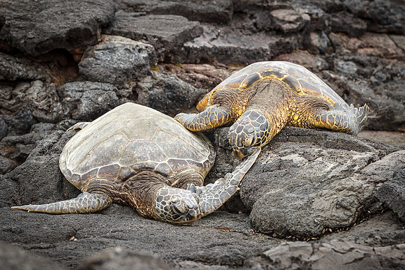 Pair of Green Sea Turtles