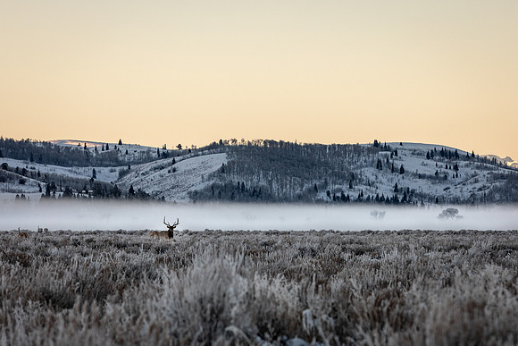 Elk