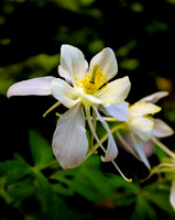 White Columbine
