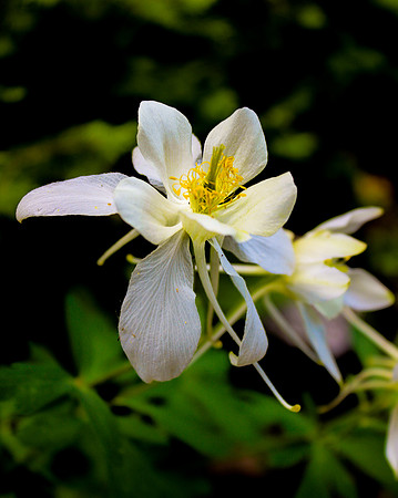 White Columbine