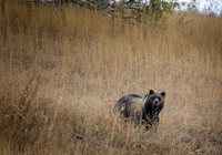 Grizzly 610