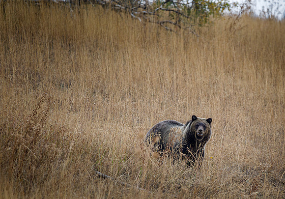 Grizzly 610