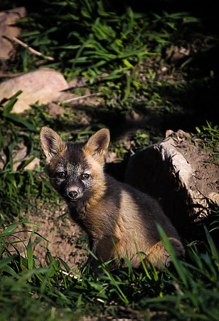Cross Fox