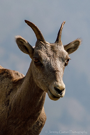 Bighorn Sheep