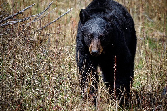 Black Bear