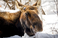 North American Moose