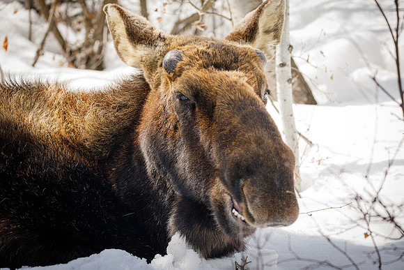 North American Moose