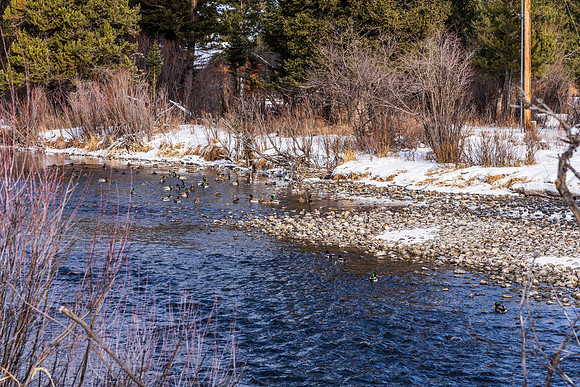 5075RainbowTrout_JGPhoto-17