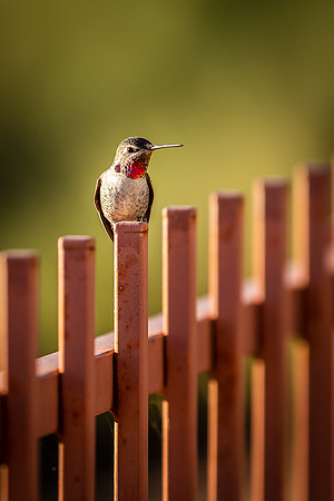 Ruby Throated Hummingbird
