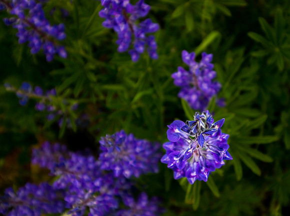Silvery Lupine