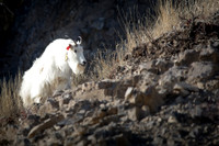 Mountain Goat