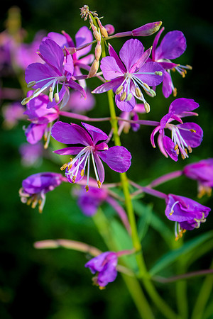 Fireweed