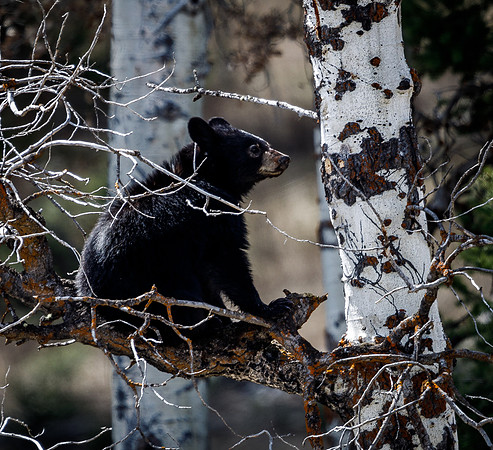 Black Bear