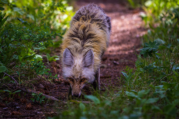 Cross Fox