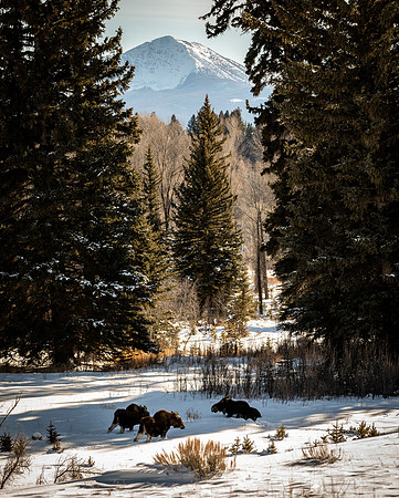 North American Moose