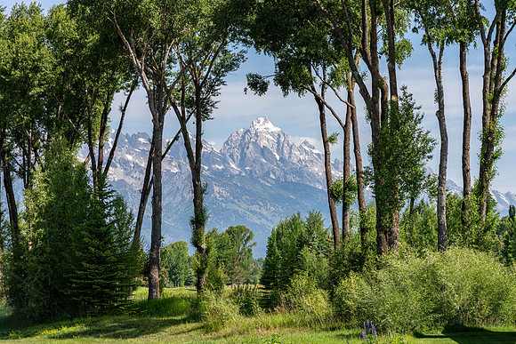 5862ConeflowerExt_JGPhoto-20