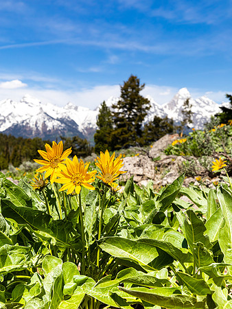 Balsamroot in the Tetons