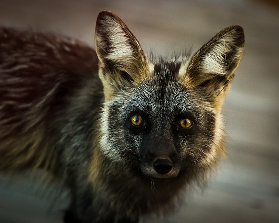 Clyde the Fox