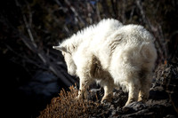 Mountain Goat