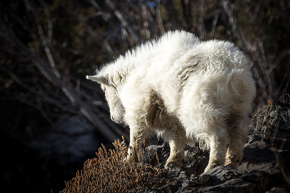 Mountain Goat