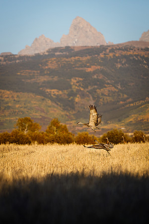 Crane