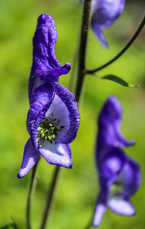 Monkshood