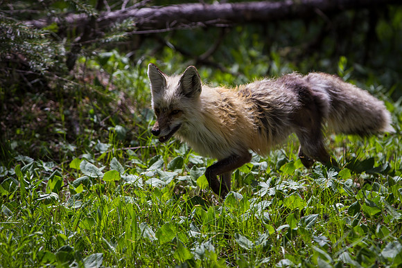 Cross Fox