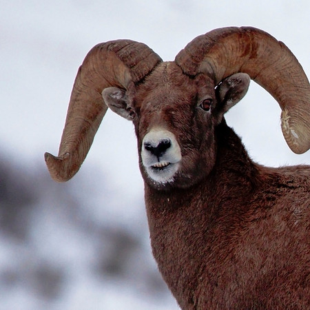 Bighorn Sheep