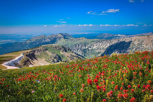Table Mountain Flowers