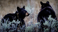 Black Bear