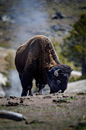 Bison