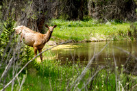 Elk