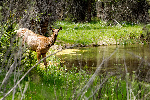 Elk