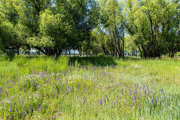 500Wenzel_JGPhoto-91