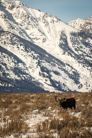 North American Moose