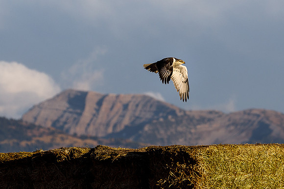 Hawk