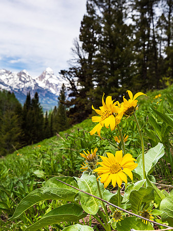 Arrowleaf Balsamroot
