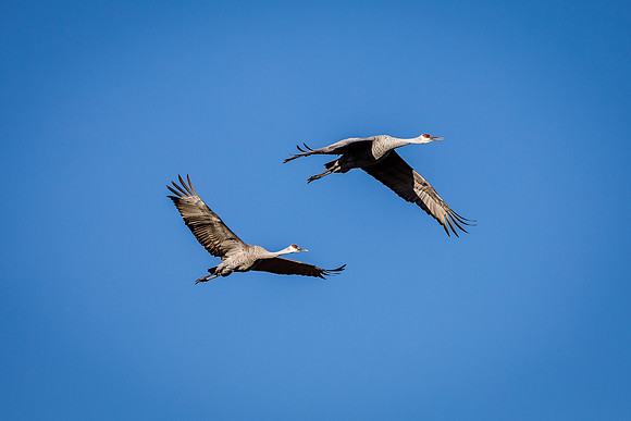 Cranes
