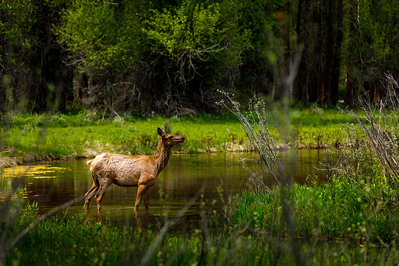 Elk