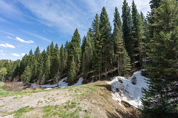6600Paintbrush_JGPhoto-2