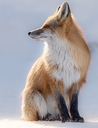 Red Fox