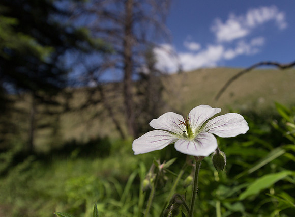White Sticky Geranium