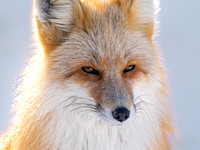 Red Fox