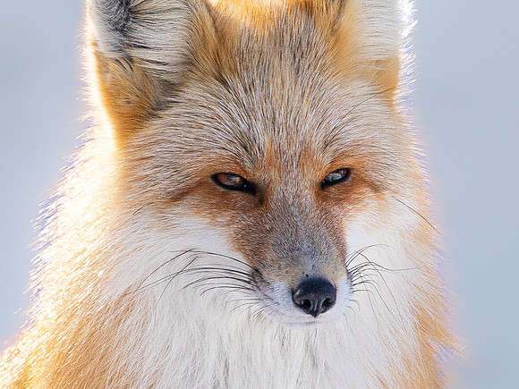 Red Fox