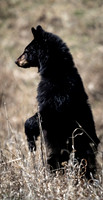 Black Bear