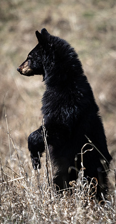 Black Bear