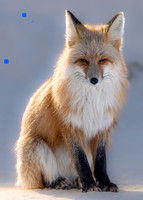 Red Fox